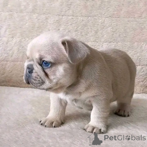 Zdjęcie №2 do zapowiedźy № 165311 na sprzedaż  buldog francuski - wkupić się Francja hodowca