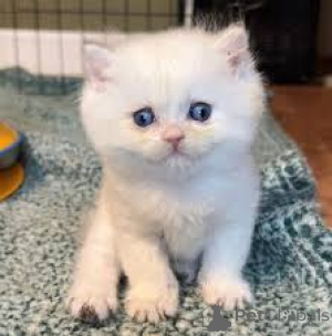 Zdjęcie №3. Kauniita munckin-kissanpentuja myytävänä. Finlandia