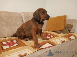 Zdjęcie №1. rhodesian ridgeback - na sprzedaż w Janopol | 2093zł | Zapowiedź №102989