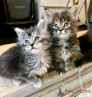 Zdjęcie №3. Maine Coon Kätzchen Zur Adoption Verfügbar. Niemcy