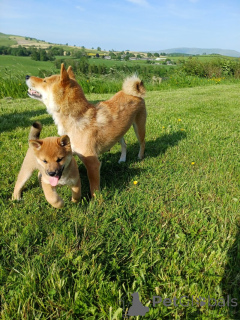 Zdjęcie №1. shiba - na sprzedaż w Ruda | negocjowane | Zapowiedź №169804