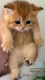 Zdjęcie №1. kot brytyjski krótkowłosy - na sprzedaż w Paryż | 2774zł | Zapowiedź № 165496