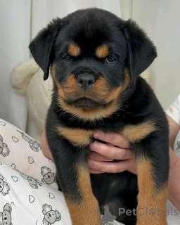 Zdjęcie №1. rottweiler - na sprzedaż w Berlin | 4784zł | Zapowiedź №138901