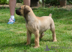 Dodatkowe zdjęcia: Mastif południowoafrykański Boerboel szczenięta