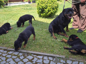 Zdjęcie №1. rottweiler - na sprzedaż w Frankfurt | negocjowane | Zapowiedź №157584