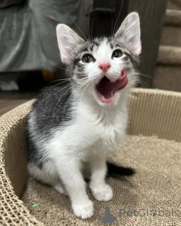 Zdjęcie №3. Kot domowy. Niemcy