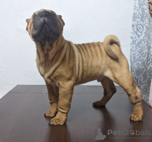 Dodatkowe zdjęcia: Brutalny szczeniak Shar Pei