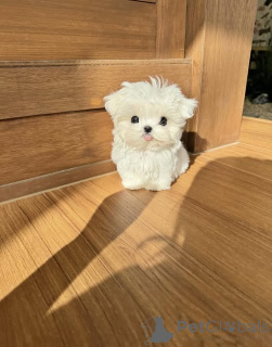 Zdjęcie №1. maltańczyk - na sprzedaż w Bruksela | negocjowane | Zapowiedź №162924