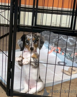 Zdjęcie №3. Sprzedam śliczne urocze szczenięta jamnika skontaktuj się z firmą WhatsApp. Niemcy