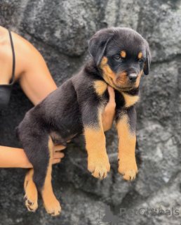 Zdjęcie №1. rottweiler - na sprzedaż w Magdeburg | negocjowane | Zapowiedź №179018