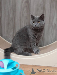 Zdjęcie №1. kot brytyjski krótkowłosy - na sprzedaż w Chimki | Bezpłatny | Zapowiedź № 161964