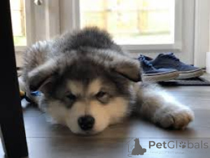 Zdjęcie №3. Alaskan Malamute Szczenięta. Niemcy