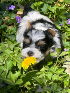 Zdjęcie №4. Sprzedam yorkshire terrier biewer w Флорида Сити. hodowca - cena - 5083zł