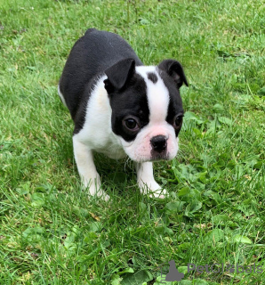 Zdjęcie №3. Urocze szczenięta Boston Terrier do bezpłatnej adopcji. Niemcy