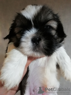 Dodatkowe zdjęcia: Shih Tzu