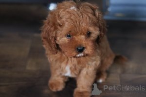 Zdjęcie №2 do zapowiedźy № 153922 na sprzedaż  kawapu - wkupić się Białoruś prywatne ogłoszenie, od żłobka, hodowca