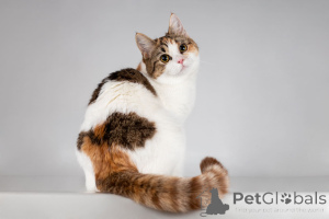 Zdjęcie №1.  - na sprzedaż w Khimki | Bezpłatny | Zapowiedź № 166020