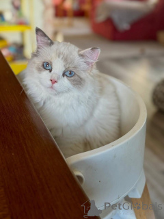 Zdjęcie №4. Sprzedam ragdoll w Dublin. hodowca - cena - negocjowane