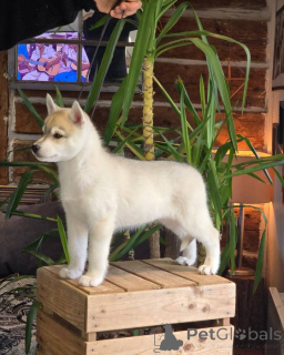 Zdjęcie №3. Cachorro de Husky Siberiano dysponists, 10 Semanas de Edad.. Hiszpania