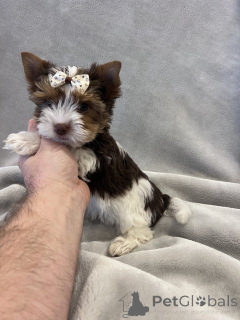 Zdjęcie №2 do zapowiedźy № 148569 na sprzedaż  pies nierasowy - wkupić się Niemcy hodowca