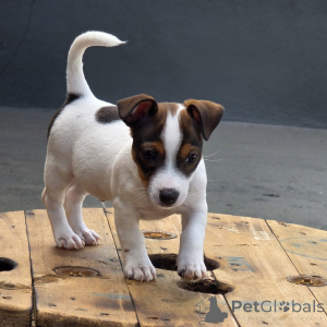 Zdjęcie №2 do zapowiedźy № 171877 na sprzedaż  jack russell terrier - wkupić się Republika Czeska prywatne ogłoszenie, hodowca