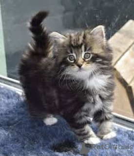 Zdjęcie №3. Chatons Norvégiens des Forêts à vendre. Belgia