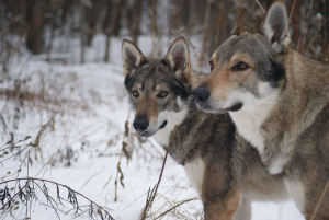 Dodatkowe zdjęcia: Czechosłowackie wilczaki na sprzedaż