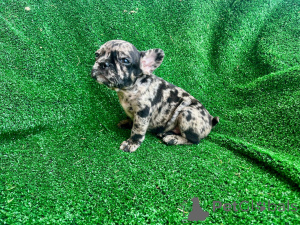 Zdjęcie №1. buldog francuski - na sprzedaż w Barendrecht | 7175zł | Zapowiedź №149480