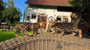 Zdjęcie №2 do zapowiedźy № 169845 na sprzedaż  kot bengalski - wkupić się Niemcy hodowca