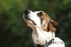 Zdjęcie №4. Sprzedam pies nierasowy w Chimki. ze schronu - cena - Bezpłatny