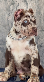 Zdjęcie №1. cane corso - na sprzedaż w Baden | negocjowane | Zapowiedź №155093