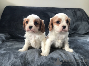 Zdjęcie №3. Urocze szczenięta Cavalier King Charles do bezpłatnej adopcji. Niemcy