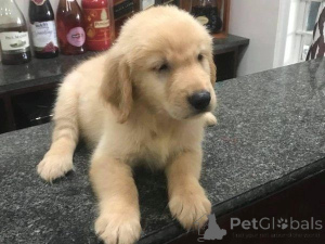 Zdjęcie №1. golden retriever - na sprzedaż w Garmisch-Partenkirchen | 2153zł | Zapowiedź №169444