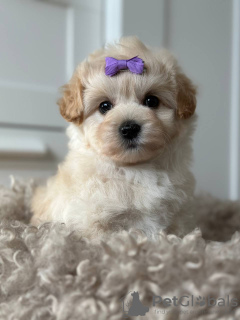 Zdjęcie №3. Maltipoo F1. Niemcy