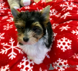 Zdjęcie №3. Uroczy Yorkshire Terrier wyszkolony w korzystaniu z toalety. Francja