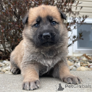 Zdjęcie №1. owczarek niemiecki - na sprzedaż w Berlin | 2153zł | Zapowiedź №136034