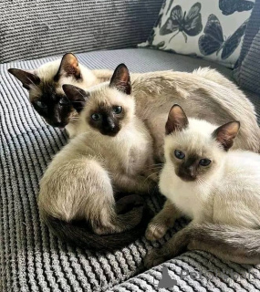 Zdjęcie №3. chatons siamois. Francja