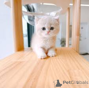 Zdjęcie №3. Munchkin-Kätzchen zu verkaufen. Francja