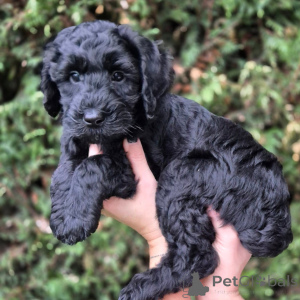 Zdjęcie №1. labradoodle - na sprzedaż w La Rochelle | negocjowane | Zapowiedź №174893