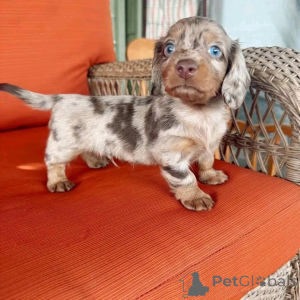 Zdjęcie №2 do zapowiedźy № 161309 na sprzedaż   - wkupić się USA 