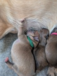 Zdjęcie №4. Sprzedam szpic miniaturowy w Texas City.  - cena - 8371zł