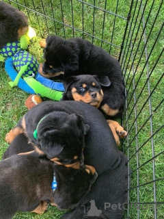 Zdjęcie №1. rottweiler - na sprzedaż w Ibbarbo | negocjowane | Zapowiedź №158407