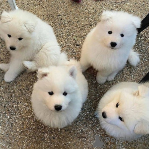 Zdjęcie №2 do zapowiedźy № 168436 na sprzedaż  samojed (rasa psa) - wkupić się Szwecja prywatne ogłoszenie, hodowca