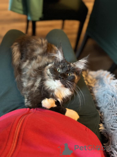 Zdjęcie №4. Sprzedam maine coon w Bacares. prywatne ogłoszenie - cena - 1728zł