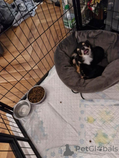 Zdjęcie №2 do zapowiedźy № 161378 na sprzedaż  chihuahua (rasa psów) - wkupić się USA prywatne ogłoszenie