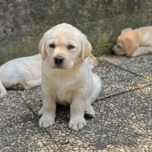 Zdjęcie №1. labrador retriever - na sprzedaż w Hinterglemm | negocjowane | Zapowiedź №165329