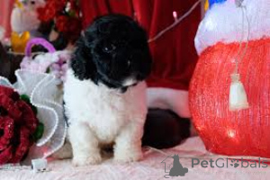 Zdjęcie №3. Lindos cachorros Caniche à Venda. Portugalia