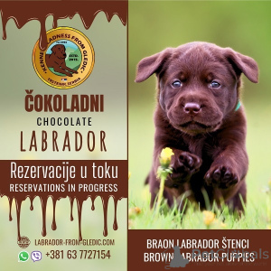 Zdjęcie №1. labrador retriever - na sprzedaż w Trstenik | negocjowane | Zapowiedź №167844