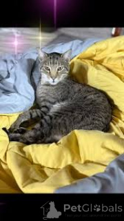 Zdjęcie №3. Ocicat-Kätzchen zu verkaufen. Francja