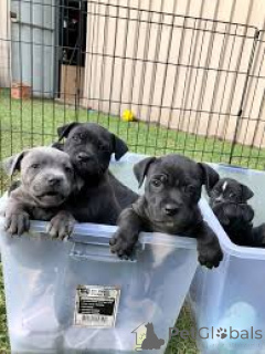 Zdjęcie №1. staffordshire bull terrier - na sprzedaż w Rotterdam | 4066zł | Zapowiedź №165603